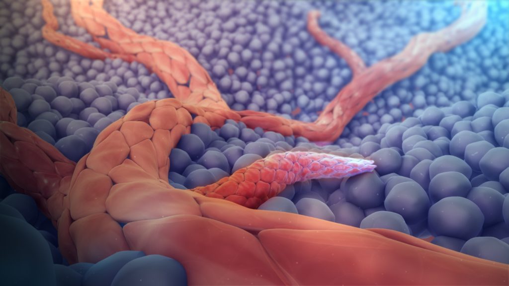 La terapia antiangiogénica podría tratar la endometriosis. Imagen de vasos sanguíneos