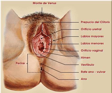 Anatomía de la mujer