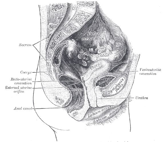 Endometriosis Profunda. Anatomía de la zona afectada