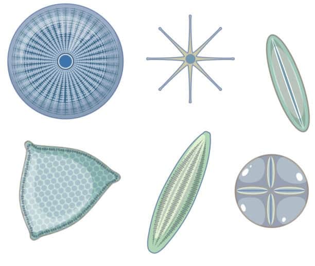 Tierra de diatomeas, una nueva forma de asimilar silicio orgánico